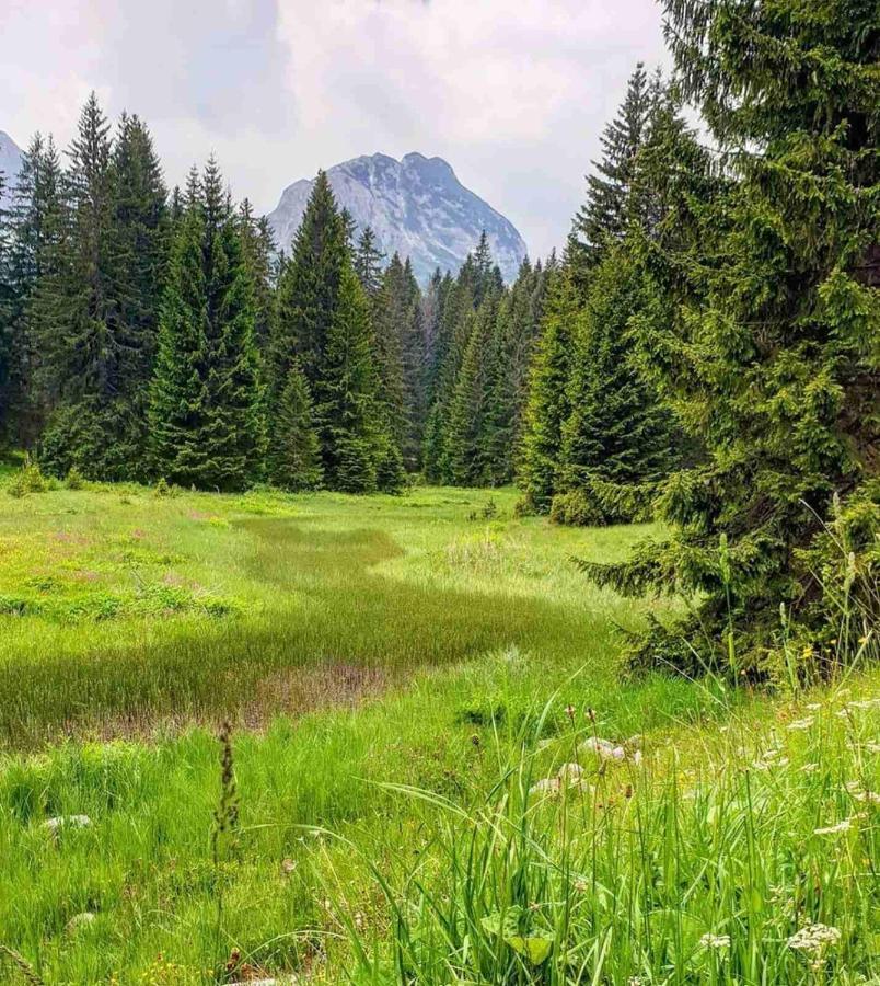 North Forest Zabljak  Exterior photo